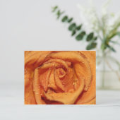 オレンジバラの露 ポストカード (スタンド正面)