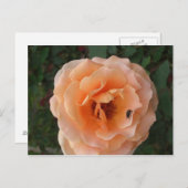 オレンジバラはがき ポストカード (正面/裏面)