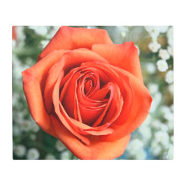 オレンジバラインベビーズブレスメタルウォールアート メタルプリント