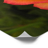 オレンジバラポスター ポスター (角)