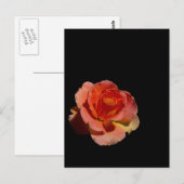 オレンジバラ2 ポストカード (正面/裏面)