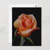 オレンジバラ3 ポストカード (正面/裏面)