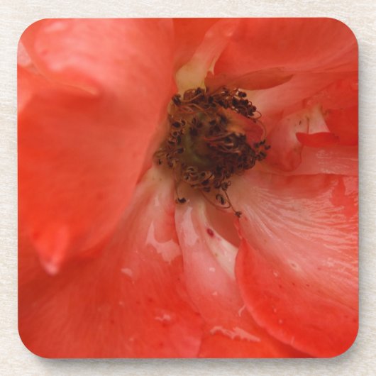 オレンジバラ コースター (正面)