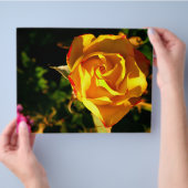 オレンジバラ チラシ (手)