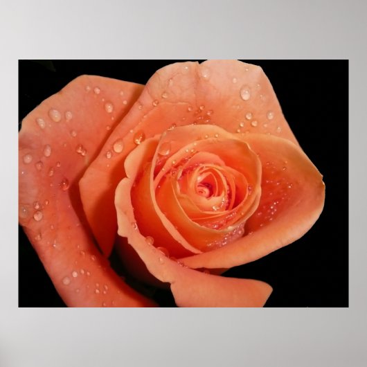 オレンジバラ ポスター (正面)