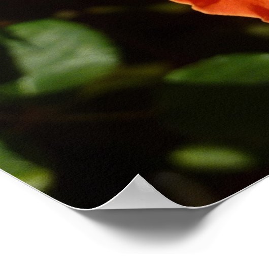 オレンジバラIかわいらしフローラ ポスター (角)