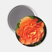 オレンジバラIかわいらしフローラ マグネット (正面/裏面)