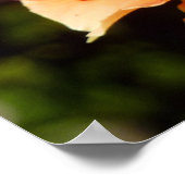 オレンジバラIIビューティフルフローラ ポスター (角)