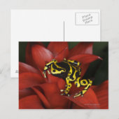 オレンジバンドダーツフロッグDendrobates leucomelas ポストカード (正面/裏面)