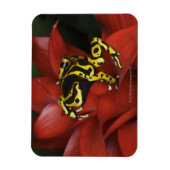 オレンジバンドダーツフロッグDendrobates leucomelas マグネット (縦)