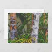 オレンジバンブ ポストカード (正面/裏面)