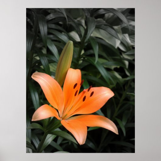 オレンジバースト ポスター (正面)