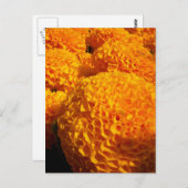 オレンジパフ葉書 ポストカード (正面/裏面)