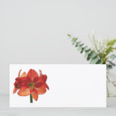 オレンジヒッペアストラムアマリリス (スタンド正面)