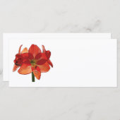 オレンジヒッペアストラムアマリリス (正面/裏面)