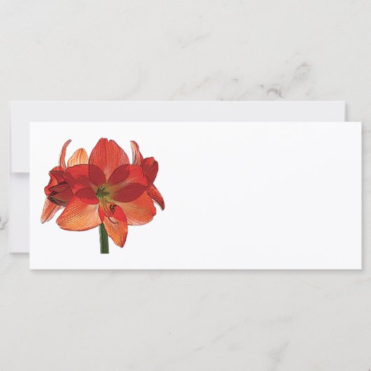 オレンジヒッペアストラムアマリリス (正面)