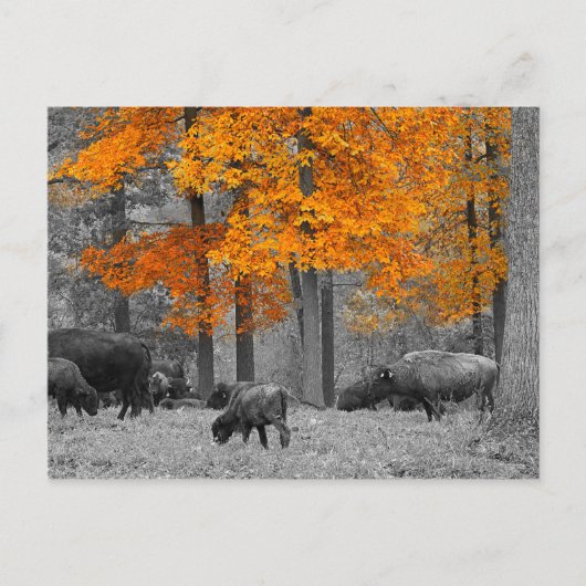 オレンジビソン ポストカード (正面)