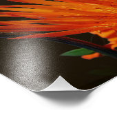 オレンジフラワーインサンシャインフローラ8x10 フォトプリント            (角)