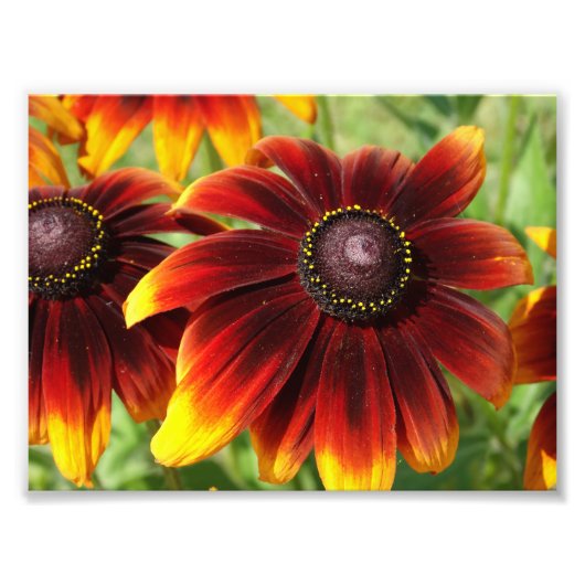 オレンジフラワーフォトグラフィー、コダックプロフェッショナル フォトプリント            (正面)