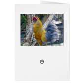 オレンジフワッ誇りを持ったフルースター、誕生日カード (裏面)