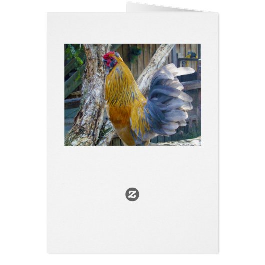 オレンジフワッ誇りを持ったフルースター、誕生日カード (裏面)