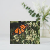 オレンジブラック（昆虫）オオカバマダラ、モナークバタフライ自然撮影 ポストカード (スタンド正面)