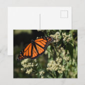 オレンジブラック（昆虫）オオカバマダラ、モナークバタフライ自然撮影 ポストカード (正面/裏面)