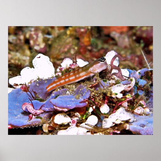 オレンジブレニストライプのー ポスター (正面)