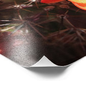 オレンジヘッジホッグサボテン花フォトプリント フォトプリント            (角)