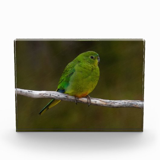 オレンジベリーのオウム フォトブロック (正面)