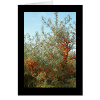 オレンジベリーの低木