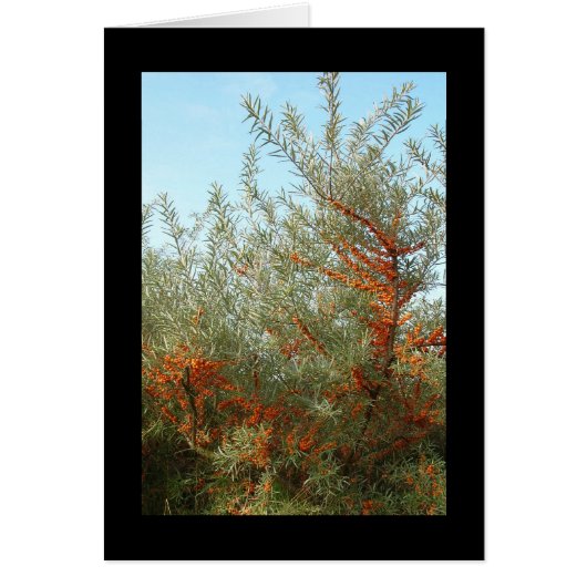 オレンジベリーの低木 (正面)