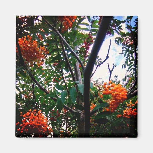 オレンジベリー マグネット (正面)