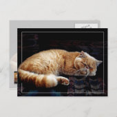 オレンジペルシア猫の眠り ポストカード (正面/裏面)