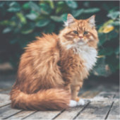 オレンジペルシャ猫 シール (正面)