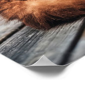 オレンジペルシャ猫 ポスター (角)