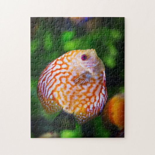 オレンジホワイトディスカスフィッシュ水族館写真 ジグソーパズル (縦)