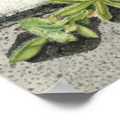 オレンジホークウィード ポスター (角)