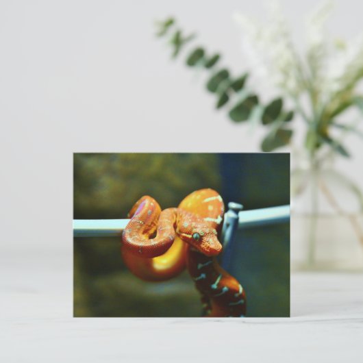 オレンジボールPython ポストカード (スタンド正面)