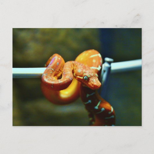 オレンジボールPython ポストカード (正面)