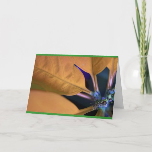 オレンジポインセチアスペインの文字 シーズンカード (正面)