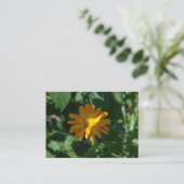 オレンジポットマリゴールド花(Calendula officinalis) エンクロージャーカード (スタンド正面)