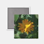 オレンジポットマリゴールド花(Calendula officinalis) マグネット (正面/裏面)