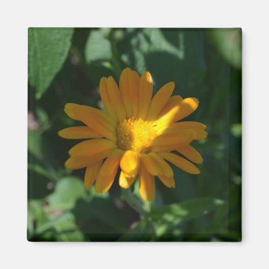 オレンジポットマリゴールド花(Calendula officinalis) マグネット (正面)