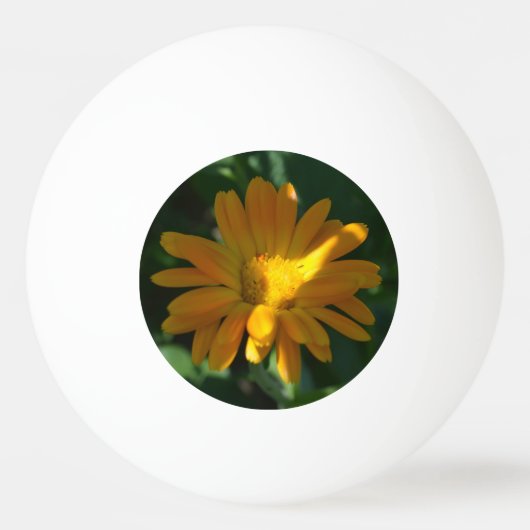 オレンジポットマリゴールド花(Calendula officinalis) 卓球ボール (正面)