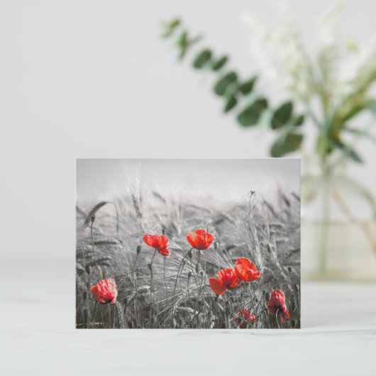 オレンジポピー花畑ミニマリスト写真 ポストカード (スタンド正面)