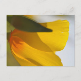 オレンジポピー ポストカード