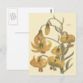オレンジポンポネダリアの植物画 ポストカード (正面/裏面)