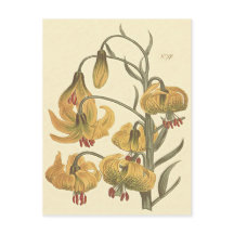 オレンジポンポネダリアの植物画