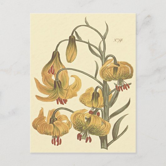 オレンジポンポネダリアの植物画 ポストカード (正面)